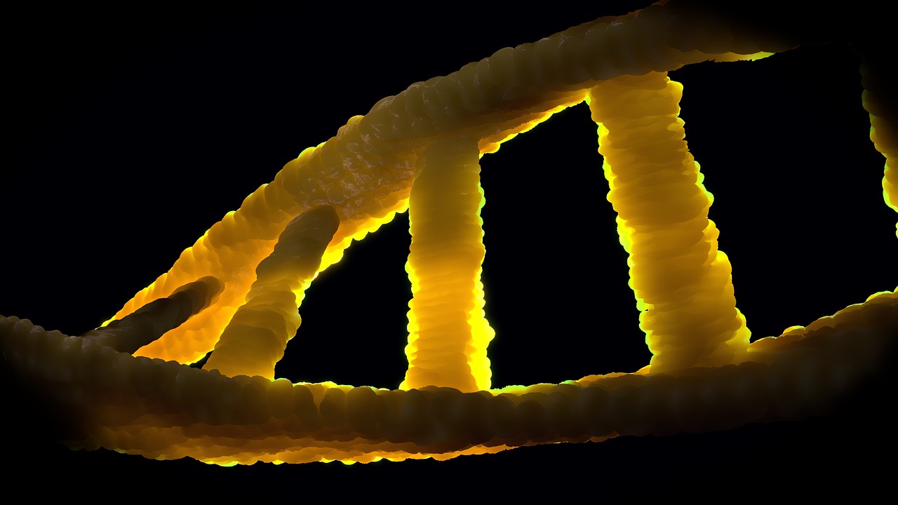 L'impact du chromosome Y sur la faible durée de vie des hommes