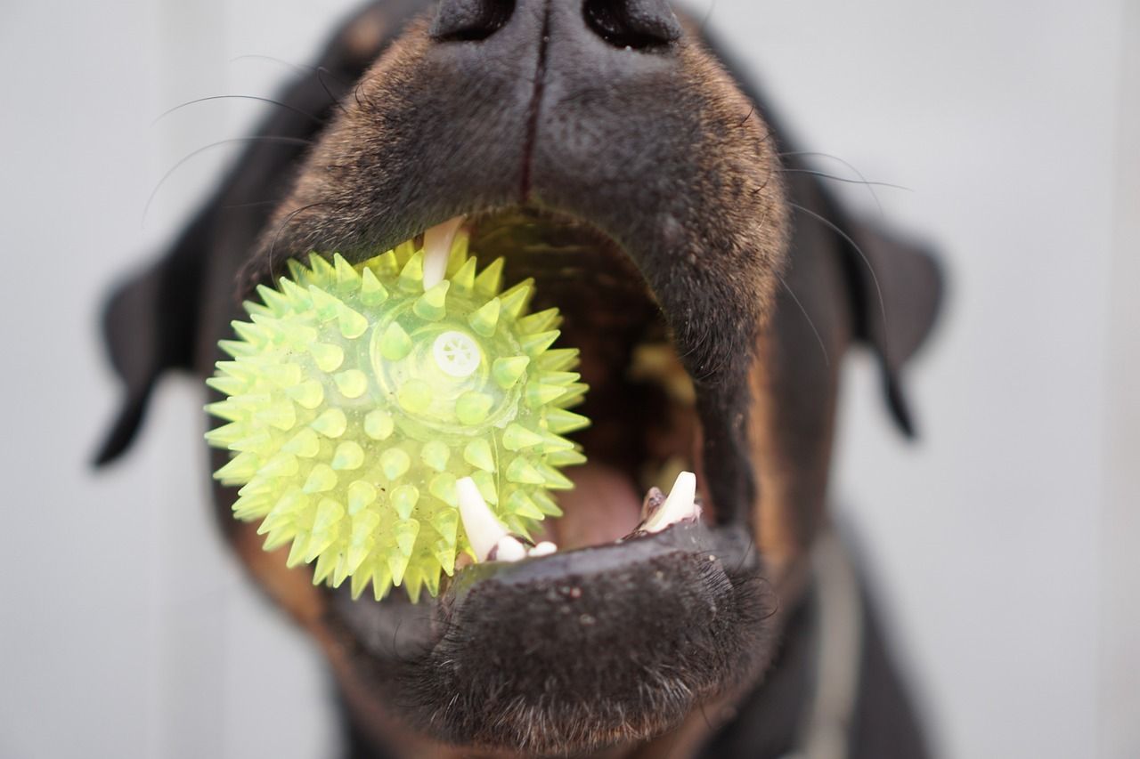 🐶 Dogs show addiction to toys, similar to human substance addictions