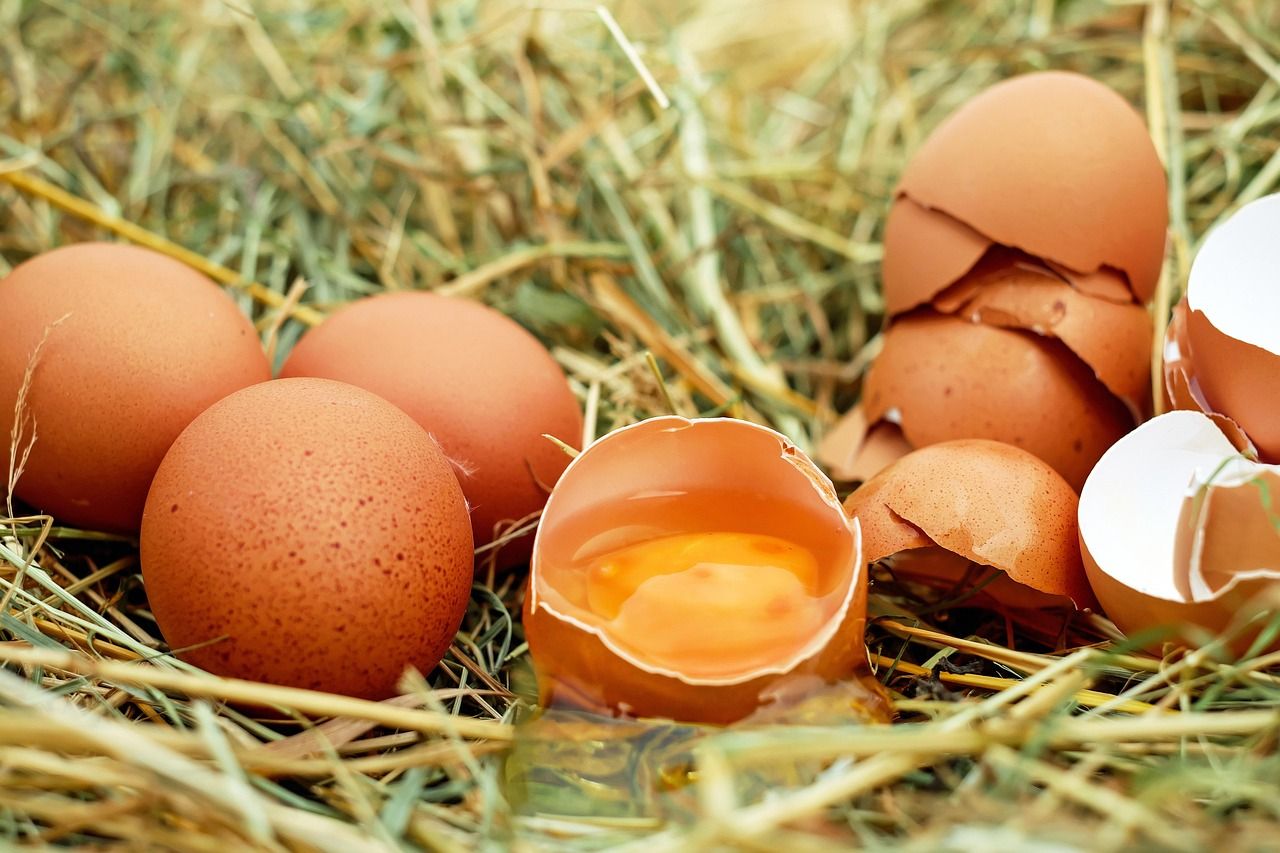 🥚 Consumo de ovos associado a redução significativa do risco de Alzheimer