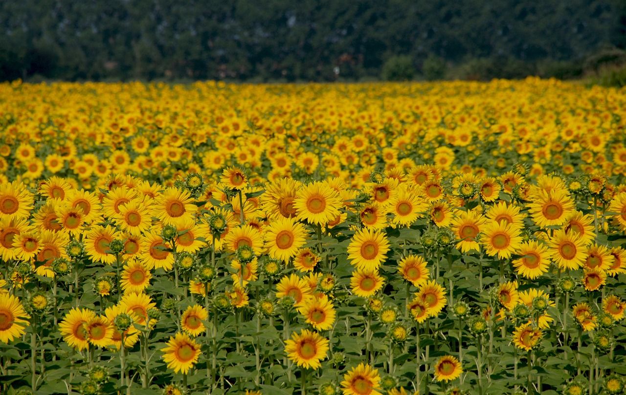 Comment les tournesols "voient" le Soleil ?