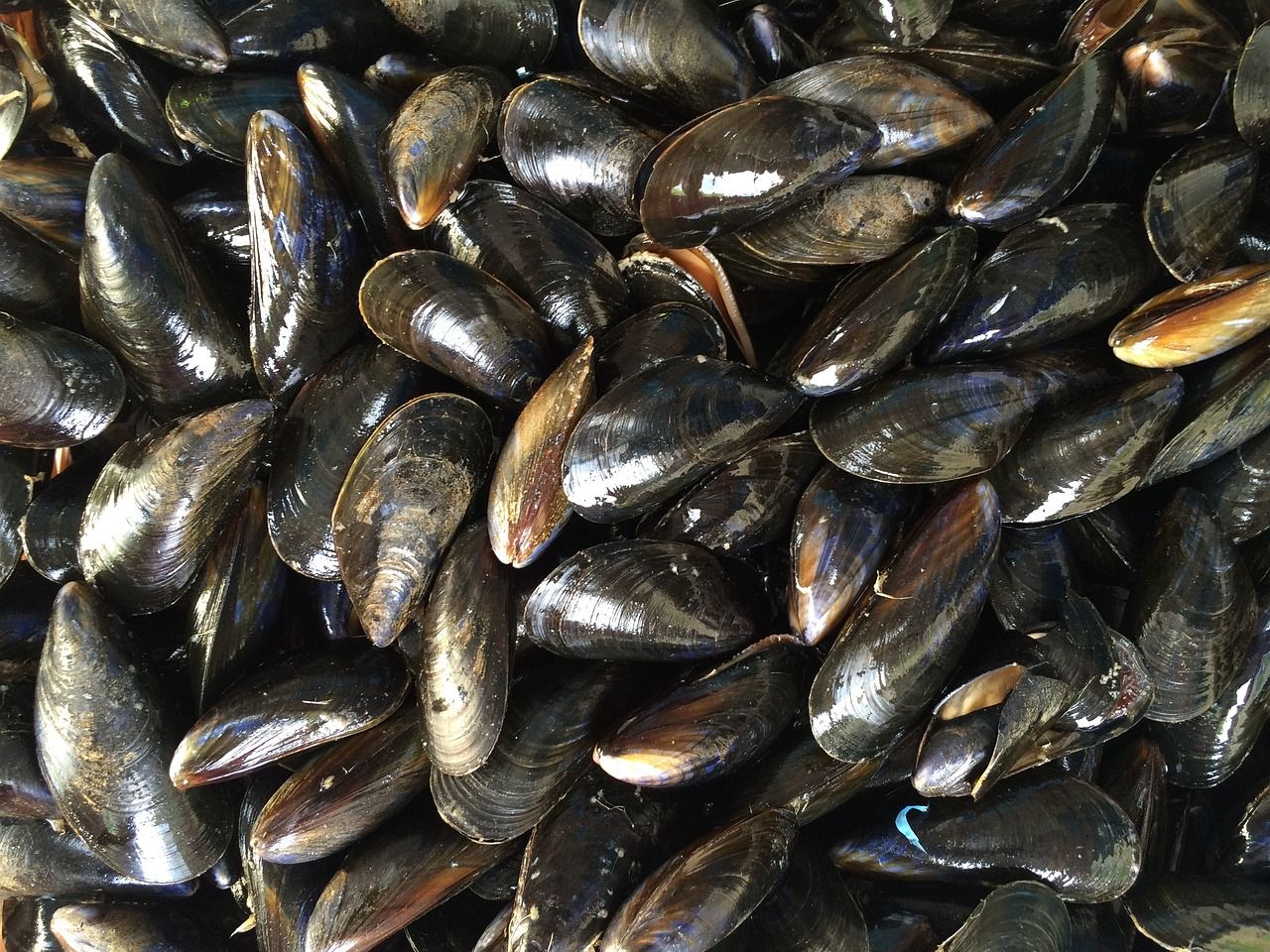 Cette surprenante caractéristique des moules qui inspire de nouvelles avancées médicales
