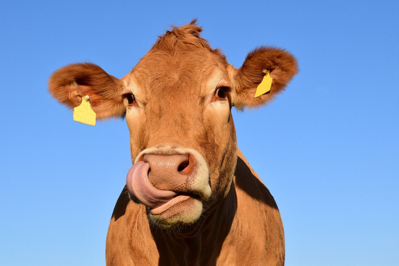Quand la bave de vache améliore la... chirurgie