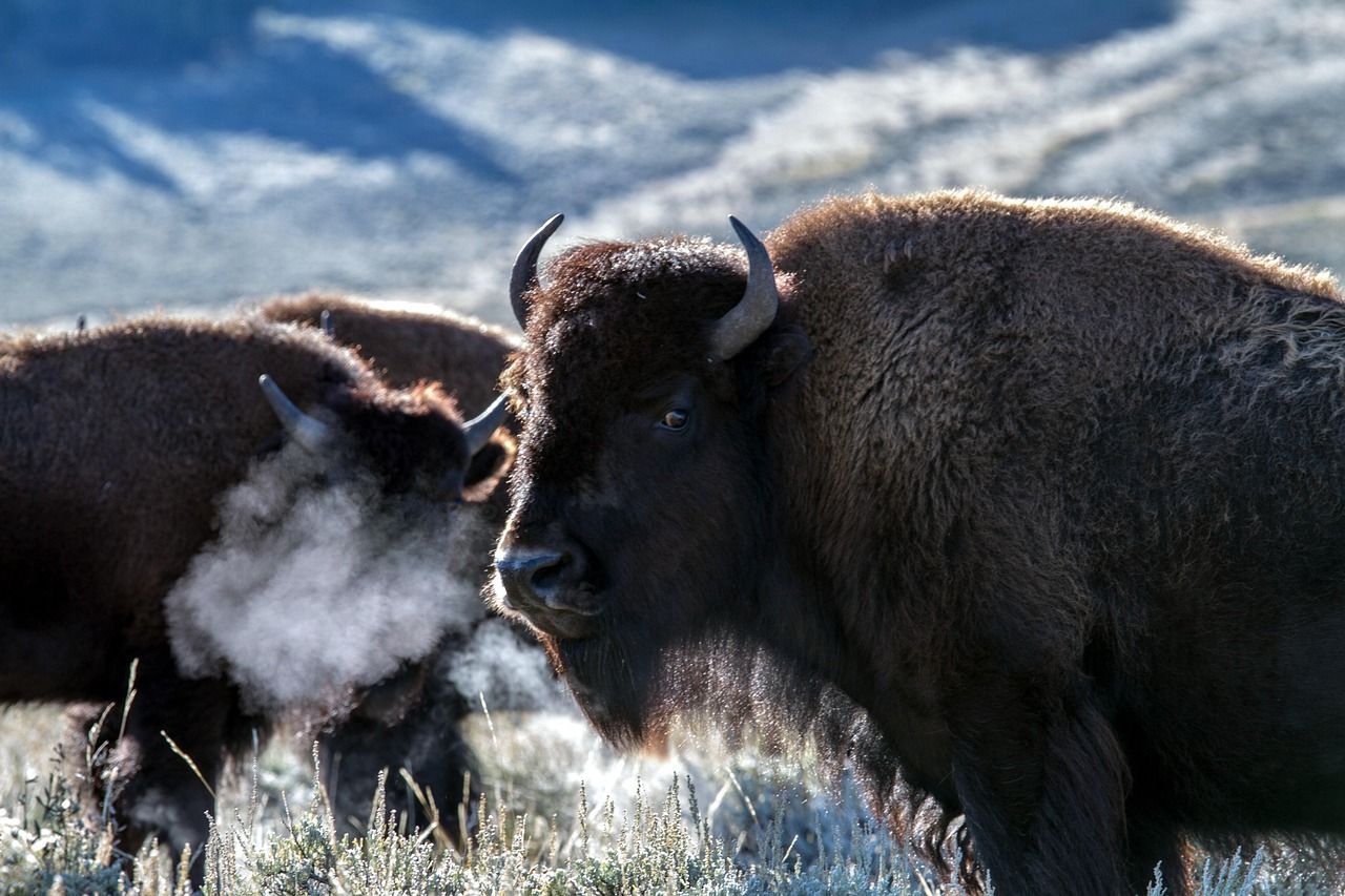 ¬ Voici comment l'homme a changé l'ADN ancestral des bisons