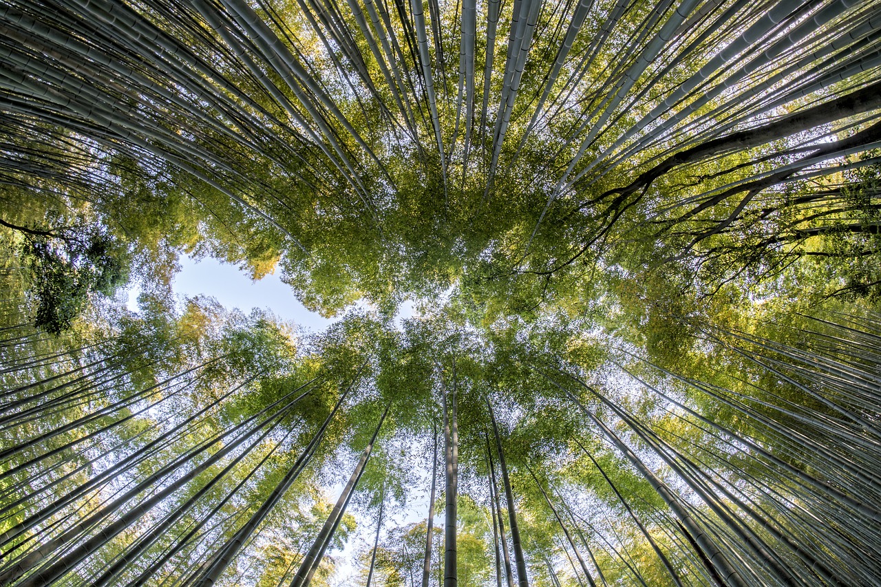 Le réchauffement climatique bloque la photosynthèse: la vie sur Terre en danger ?