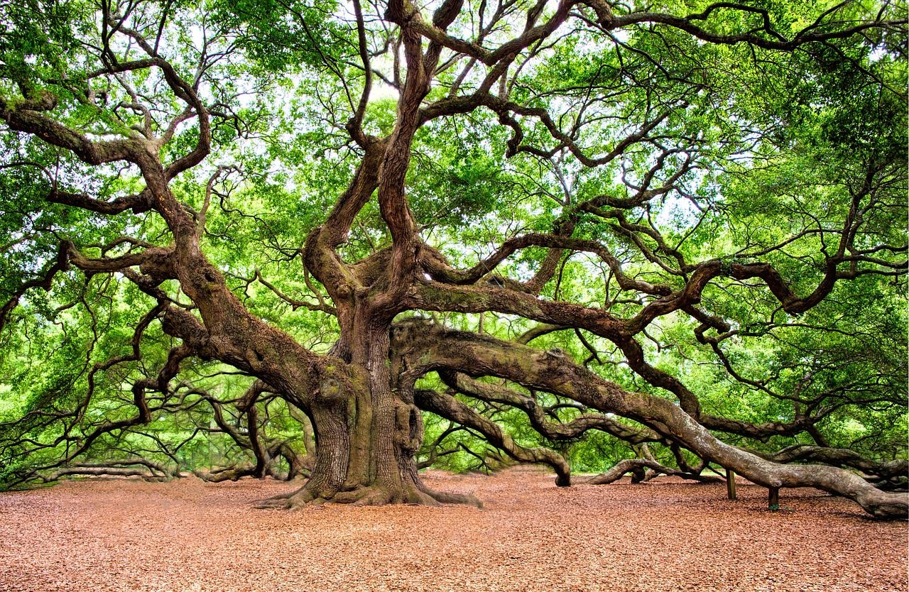 La "règle des arbres" de Léonard de Vinci démentie par la science