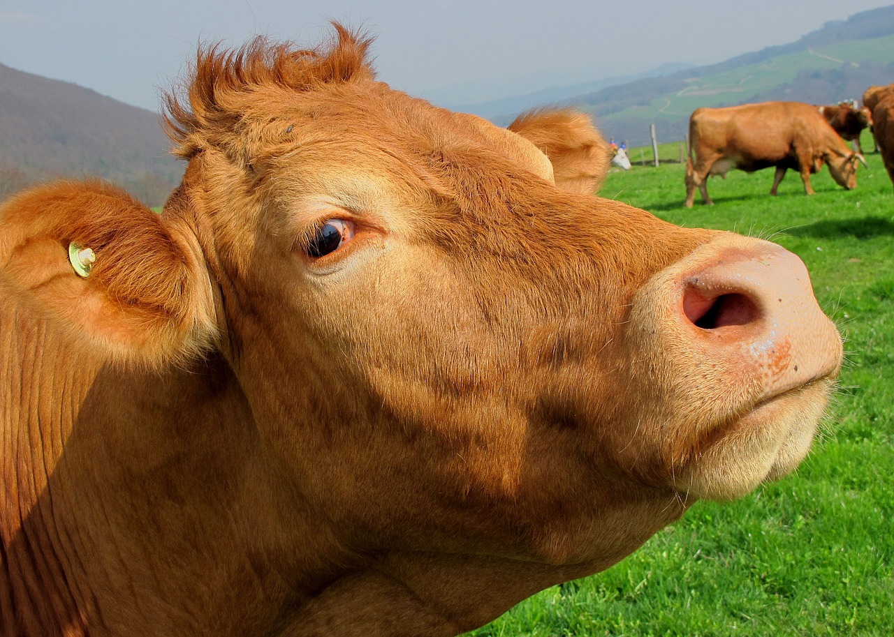 🐮 Um suplemento alimentar para tornar as vacas mais "ecológicas"