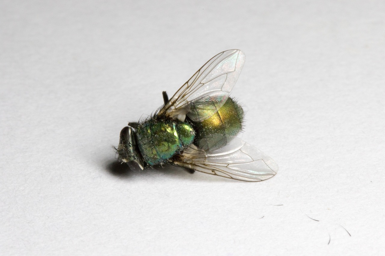 Voici pourquoi une mouche meurt plus rapidement à la vue d'une autre mouche morte