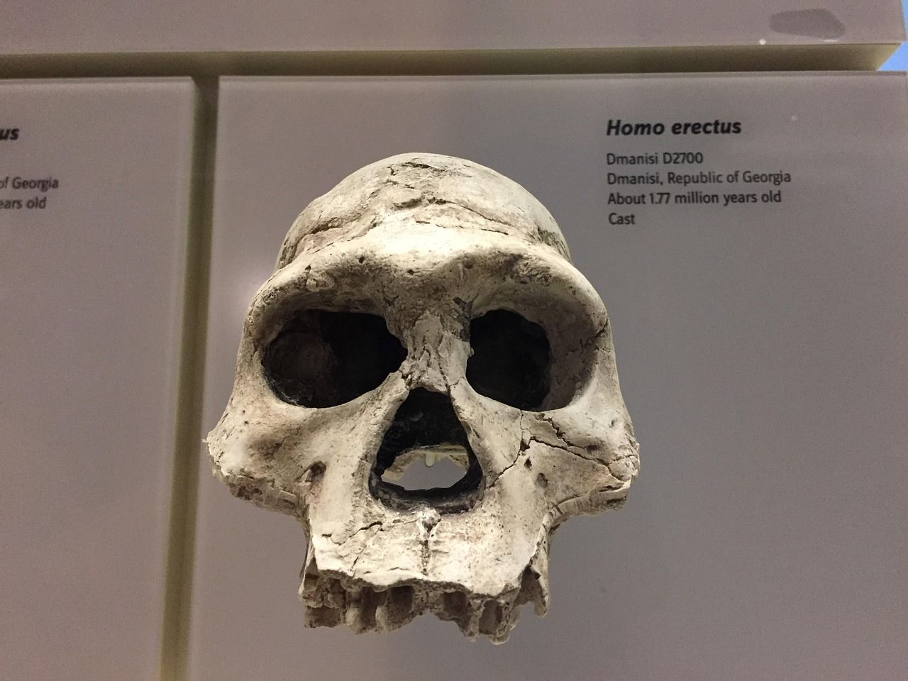  Homo erectus déjà en Afrique du Sud il y a 2 millions d'années