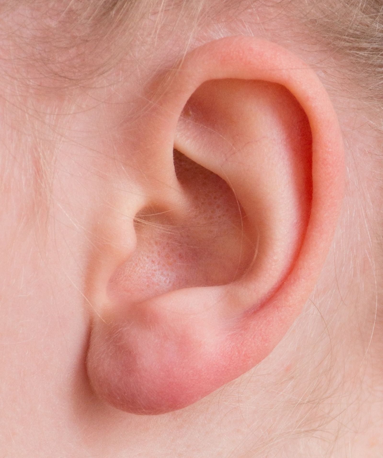 Esses músculos nos permitiam mover nossas orelhas antigamente. Para que servem agora? 👂