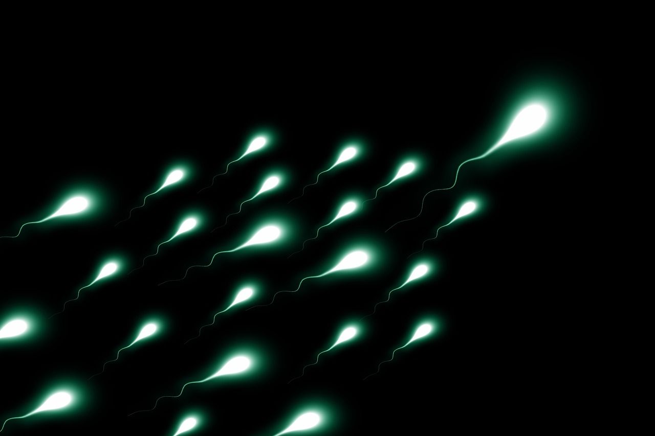 Découverte d'une clé de la fertilité masculine: nouveaux contraceptifs et traitements de l'infertilité en vue ?