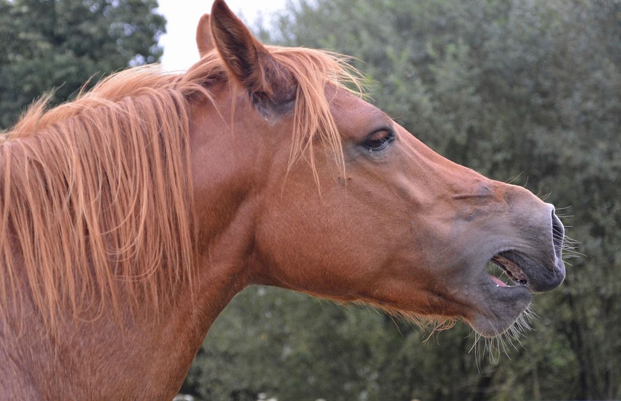 🐴 Comment les chevaux peuvent-ils produire des sons graves et aigus en même temps ?