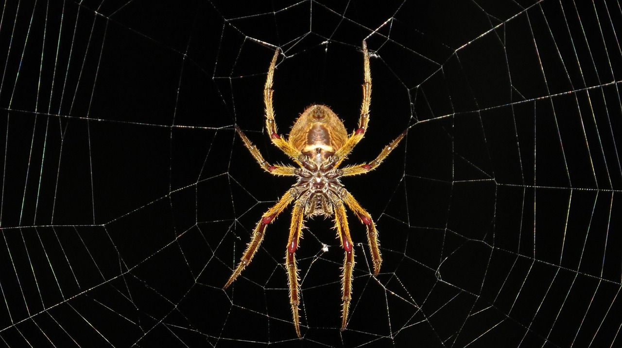 En ville, le cerveau des araignées évolue