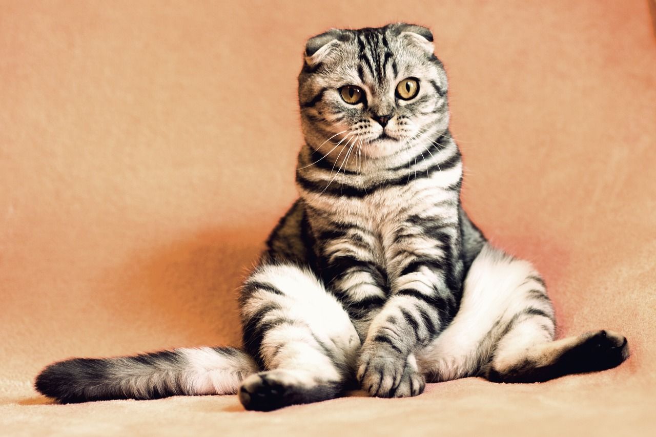 Un secret sur la communication féline: les chats communiquent avec... leur anus !
