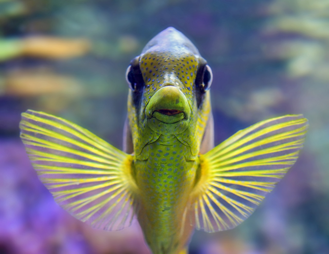 Les poissons ont-ils soif ? Une réponse qui peut surprendre...