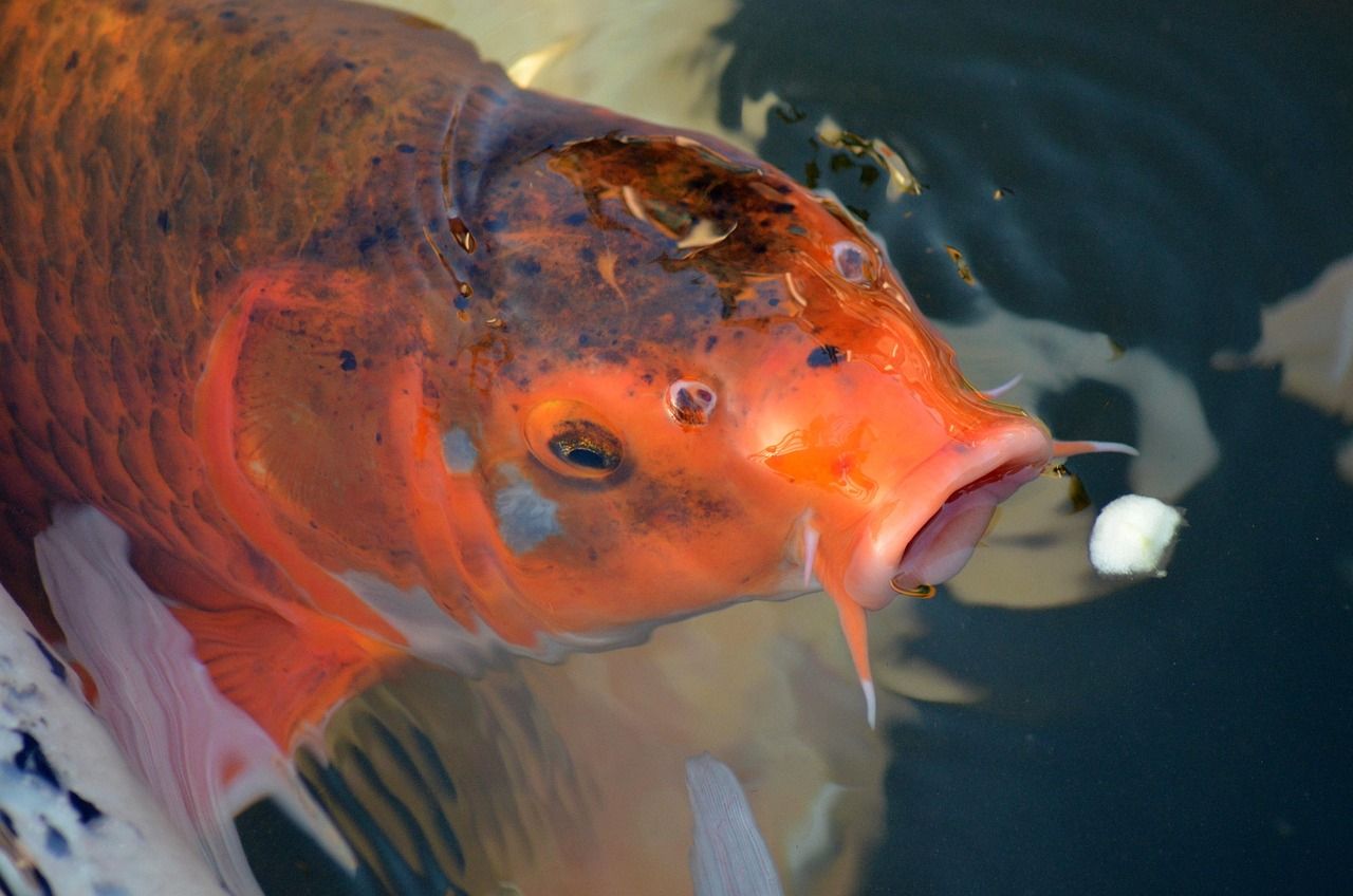 🐠 Comment les poissons respirent l'oxygène de l’eau : un mécanisme d’ingénierie naturelle