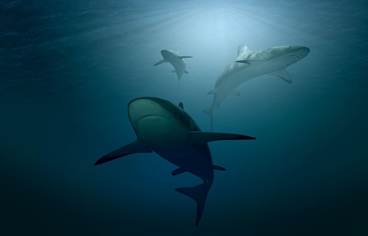 Mystère en haute mer : un requin redoutable englouti par un requin encore plus féroce ?