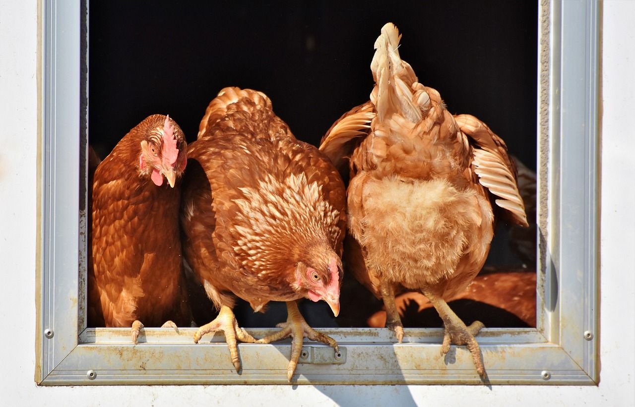 De l'électricité à partir de... plumes de poulet : une révolution pour les piles à combustible
