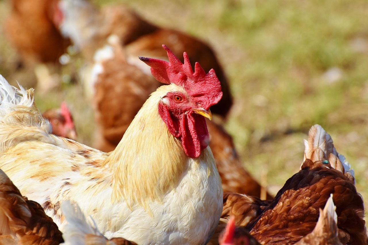 Des poulets génétiquement modifiés pour résister à la grippe aviaire