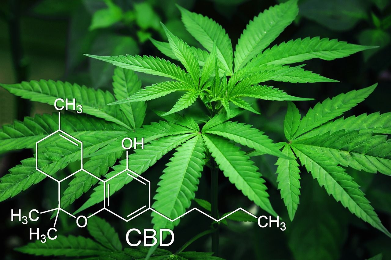 Um estudo importante sobre a cannabis revela seus efeitos insuspeitos no coração e no cérebro