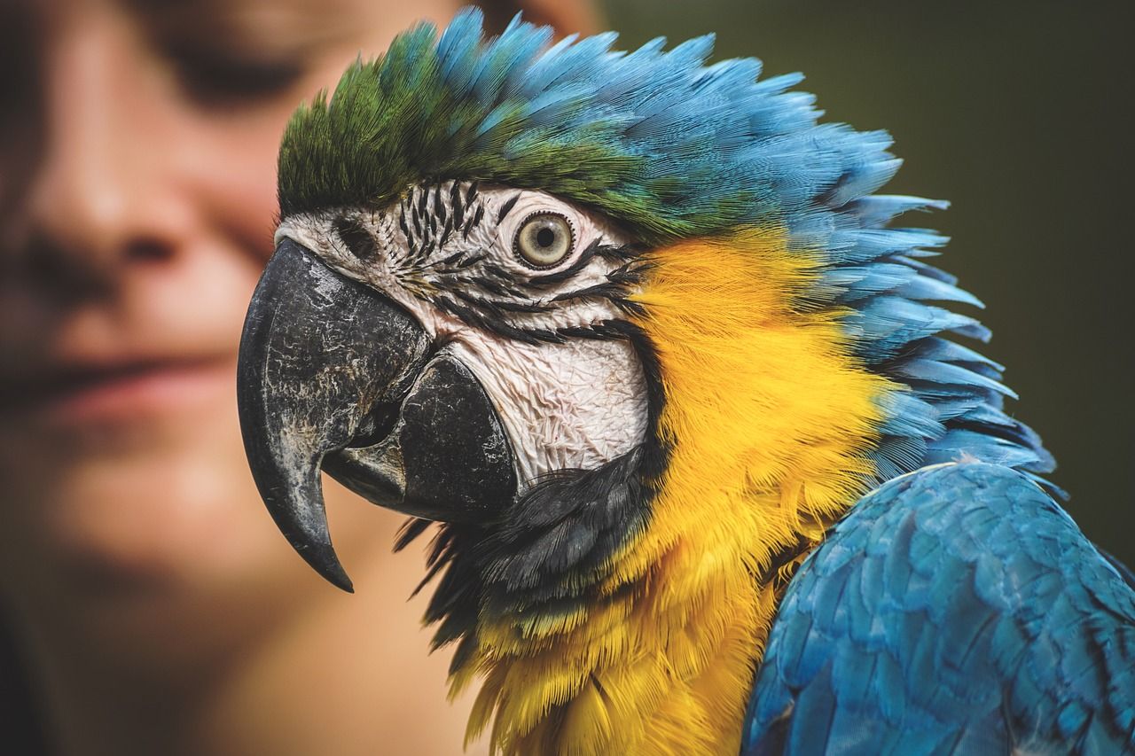 🦜 Les perroquets comprennent-ils ce qu’ils disent ?