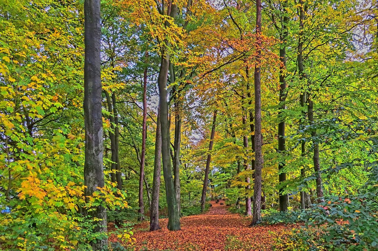 Le secret pour un stockage massif du carbone réside dans la diversification des forêts mixtes