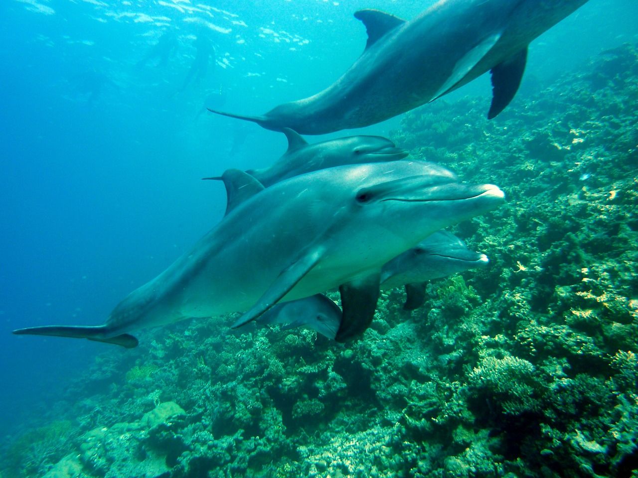 Les dauphins ne doivent surtout pas boire l'eau de mer: comment s'hydratent-ils ?