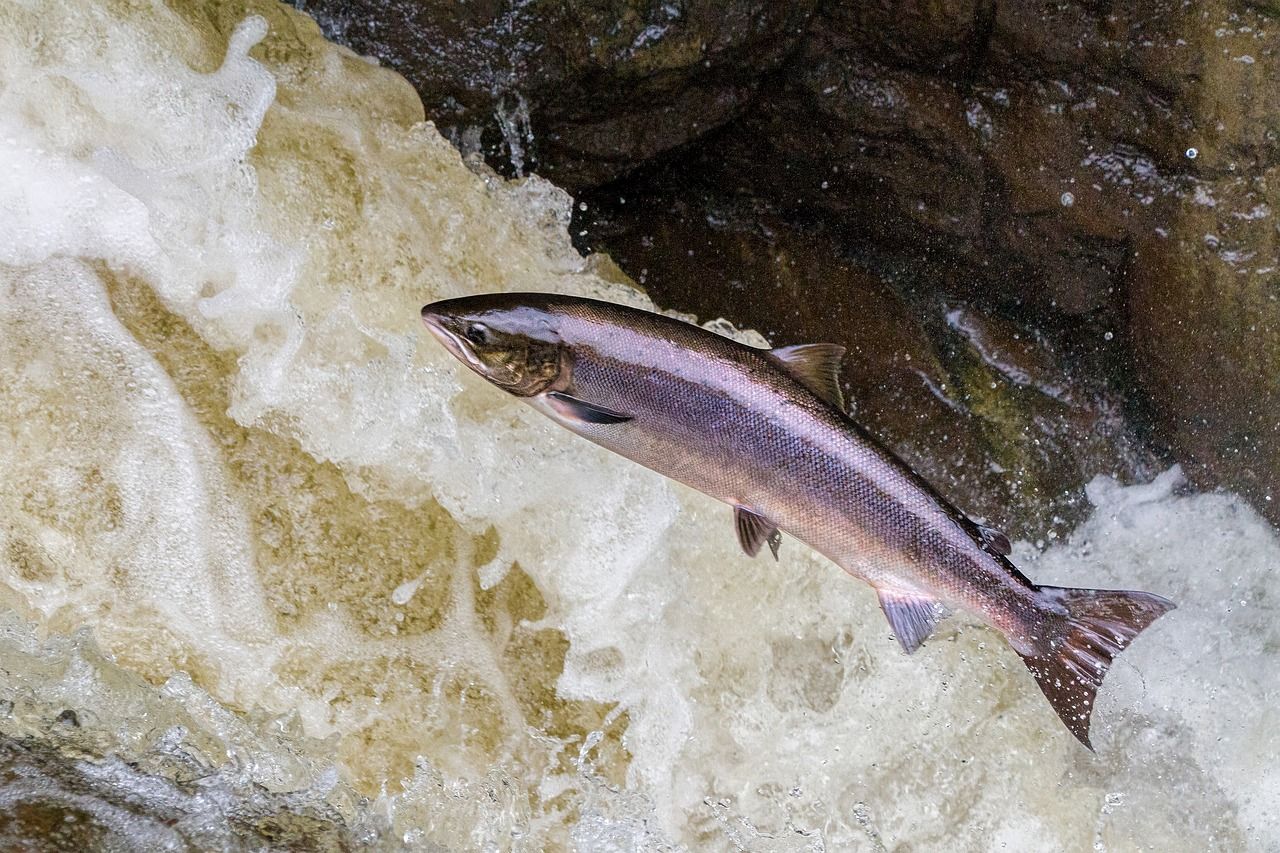 How our medications are changing fish behavior 🐟