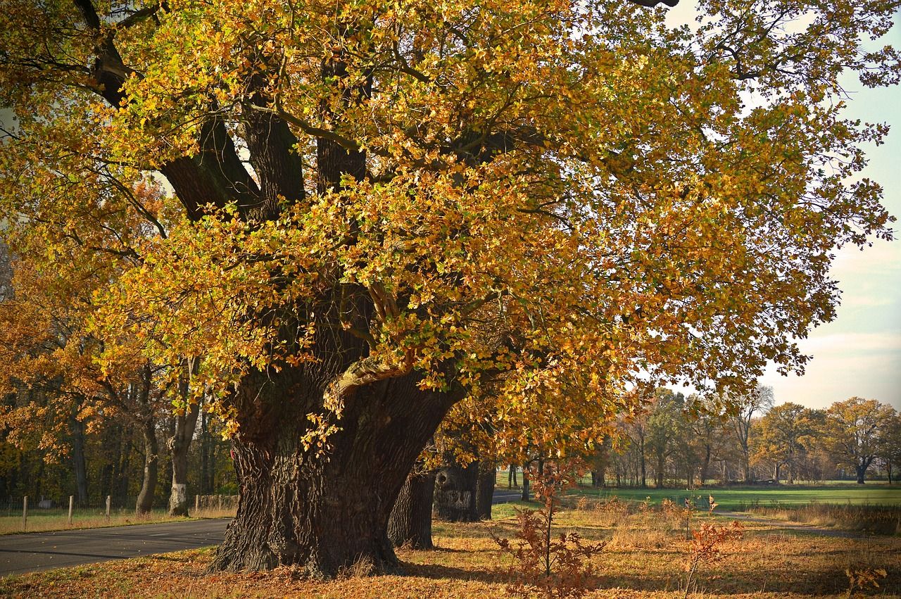 🌳 Ces grands arbres absorbent du CO₂ sans pousser, et ce n'est pas une bonne nouvelle