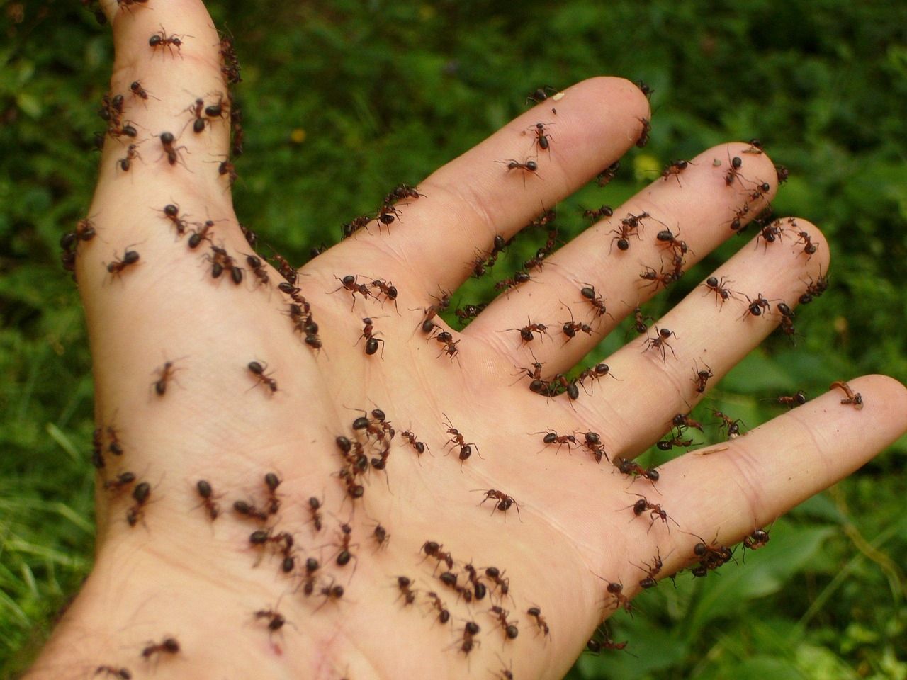 🐜 Les mammifères ont évolué en mangeurs de fourmis 12 fois dans leur histoire