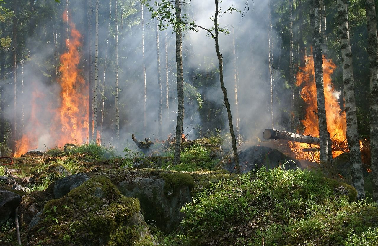 Les arbres aussi réagissent aux feux de forêts : ils retiennent leur respiration !
