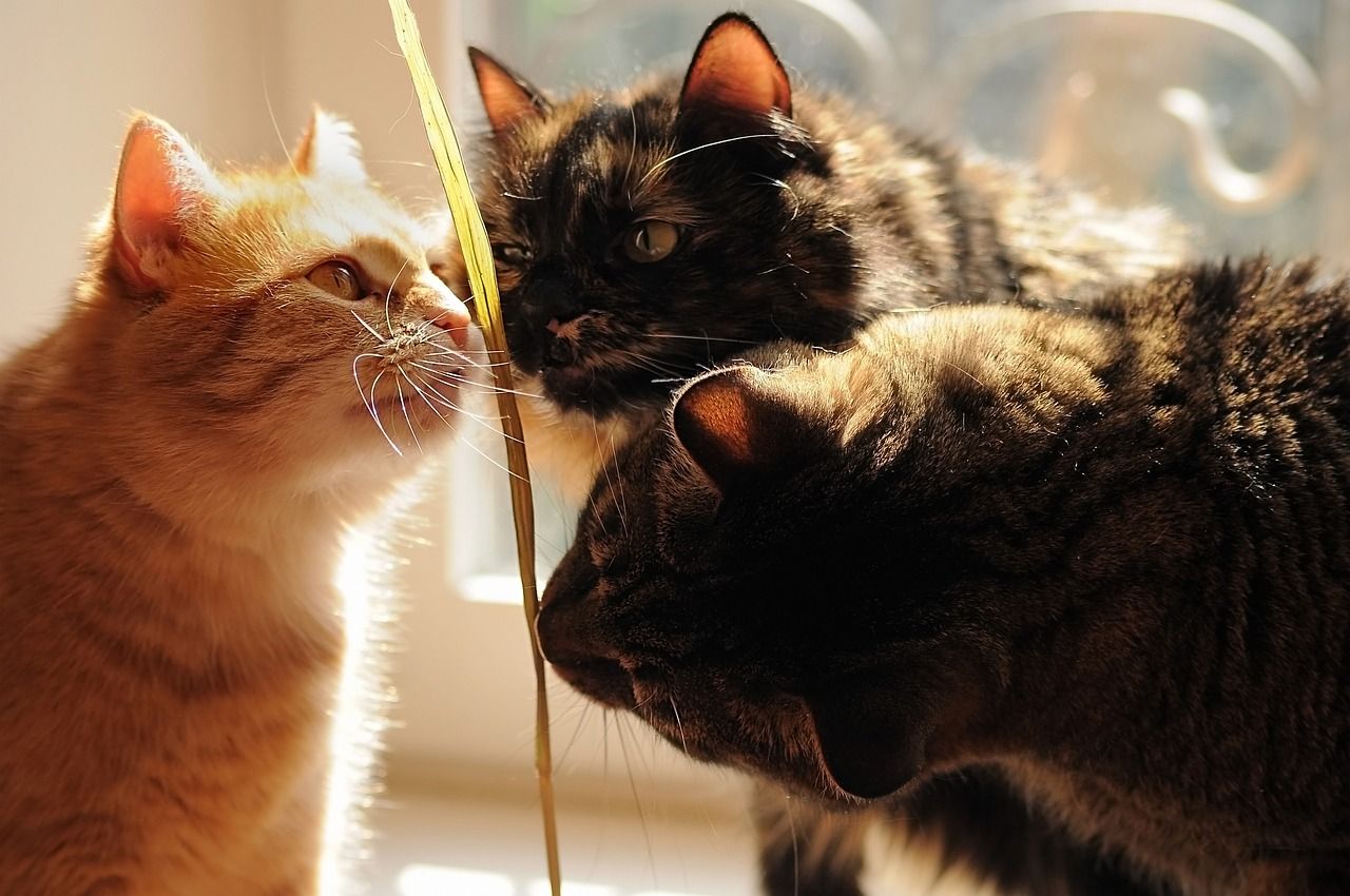 🐾 Pourquoi votre chat ou chien mange-t-il de l'herbe ?