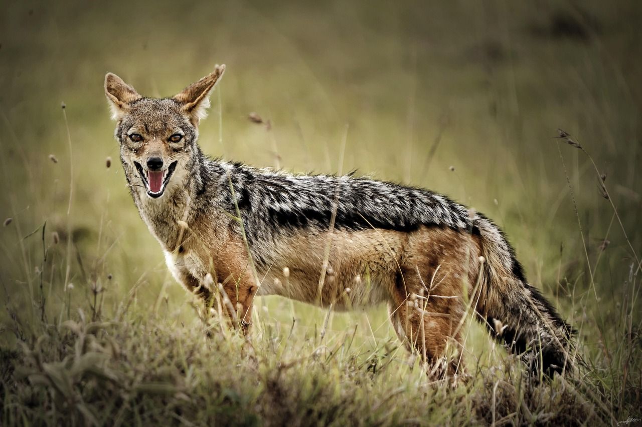 🐺 Le chacal doré colonise l’Europe, vu en France et en Norvège
