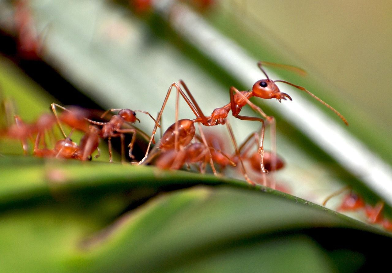 Como as formigas compensam a perda visual em apenas algumas horas 🐜