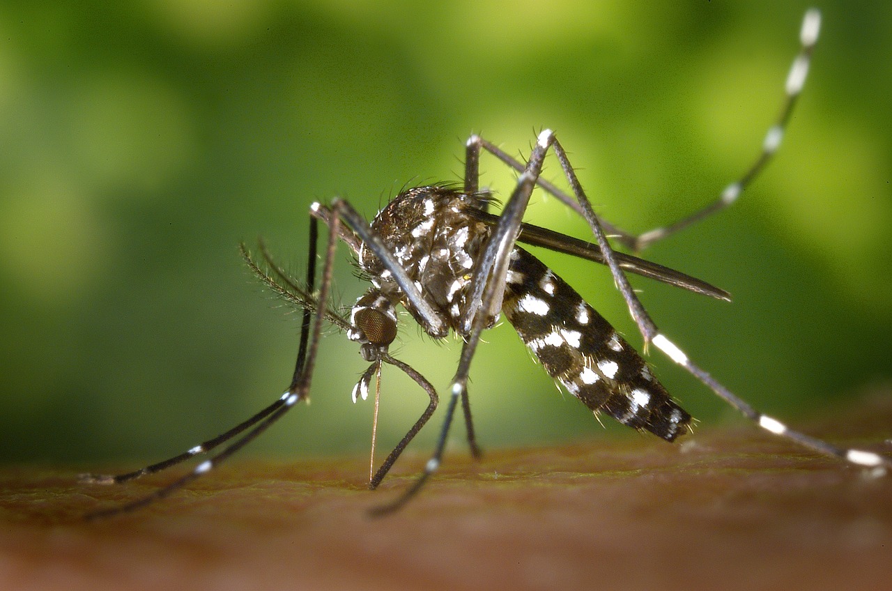 Paludisme: une piqûre de moustique aurait des conséquences différentes selon le moment de la journée
