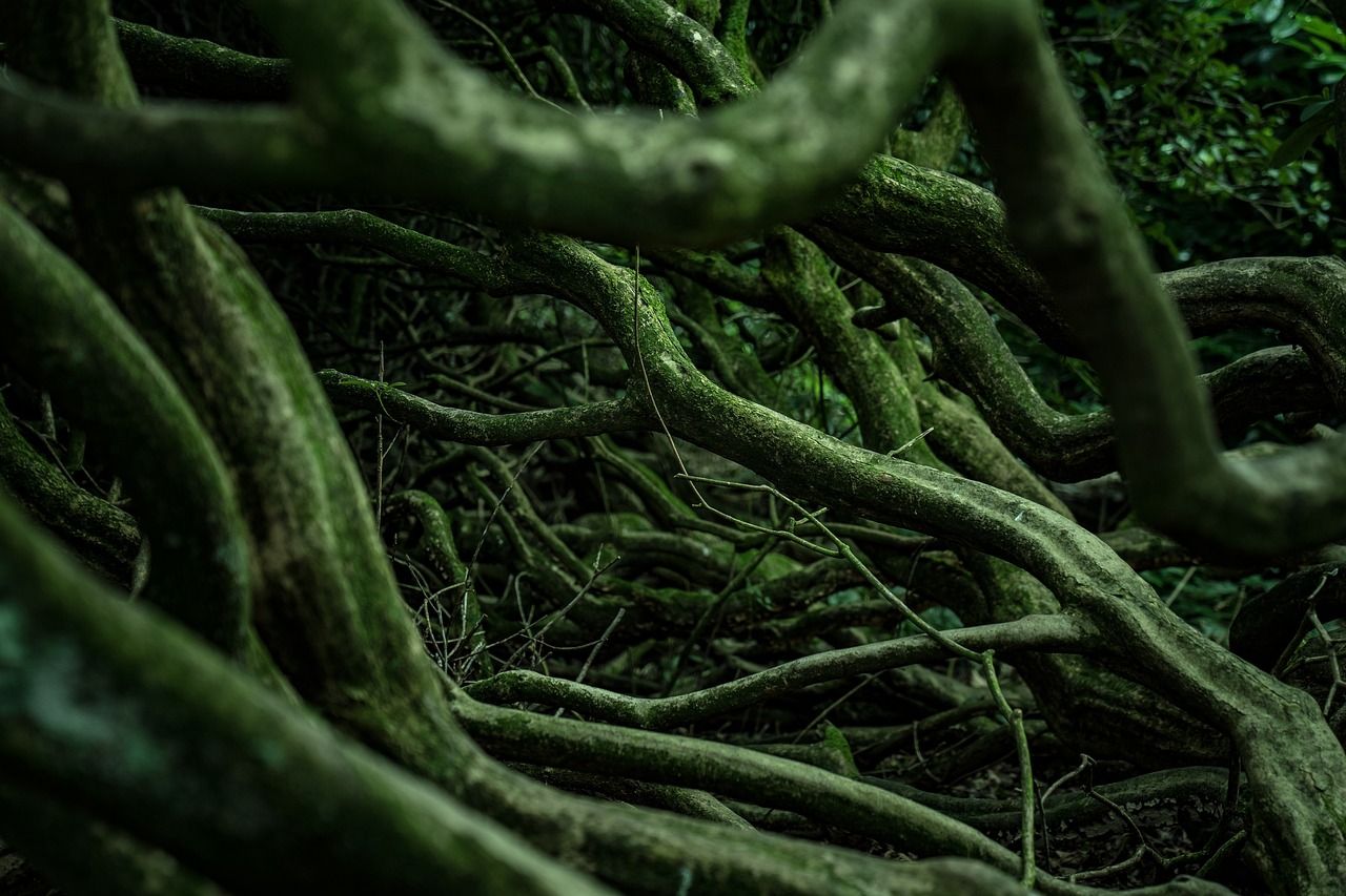 Surpresa: as plantas possuem uma segunda rede de raízes