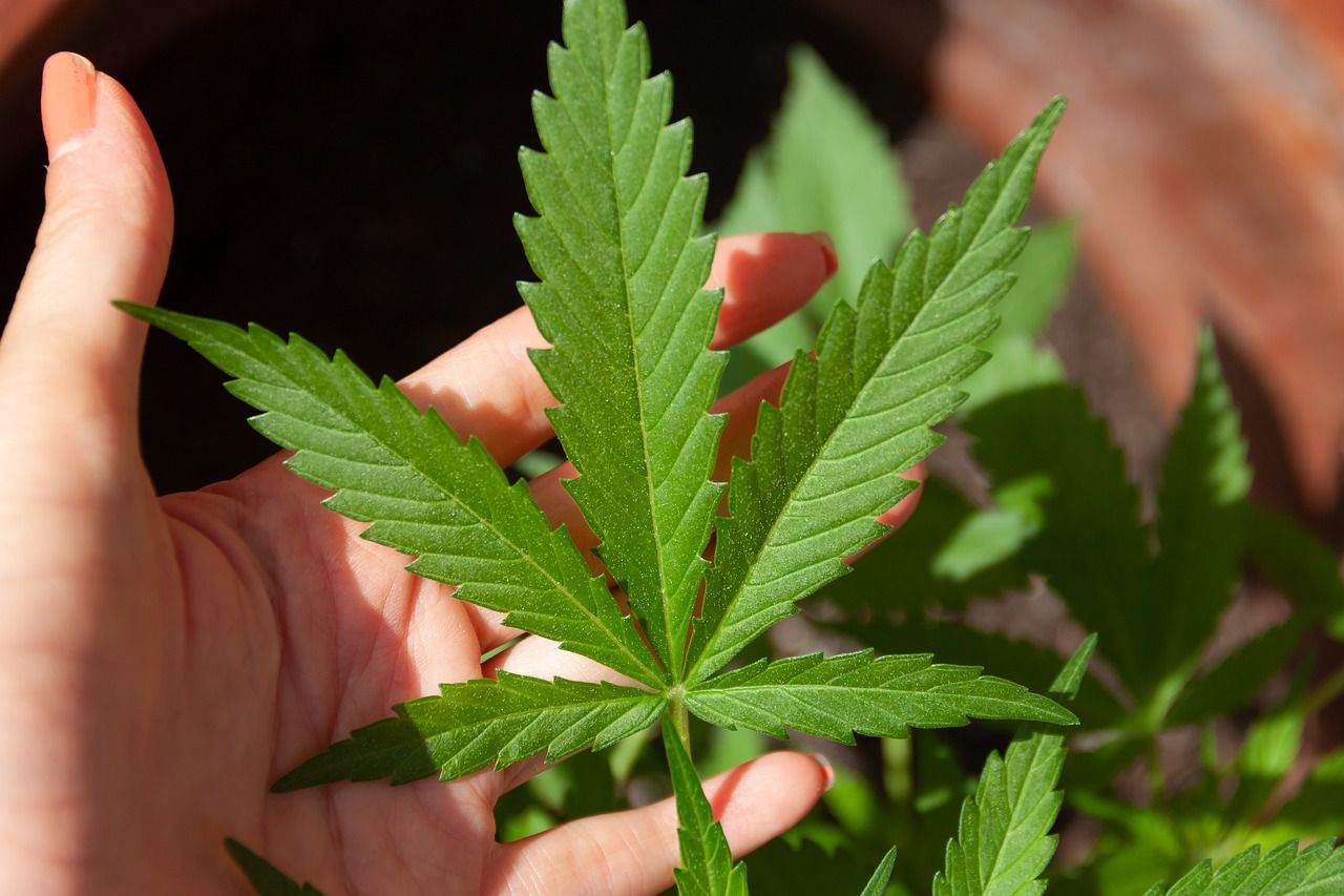 Le THC à faible dose pourrait inverser le vieillissement cérébral