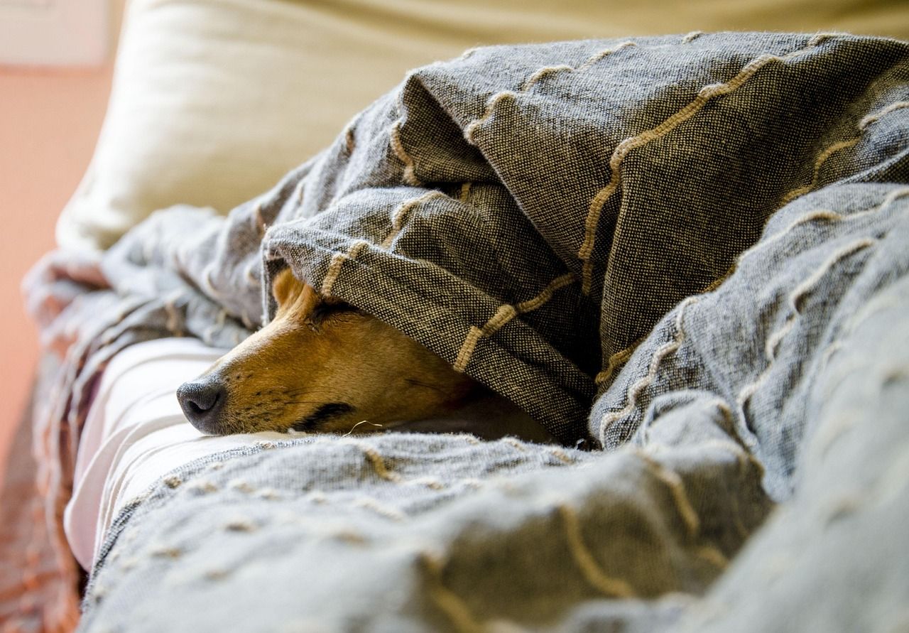 🐾 Pourquoi les chiens tournent-ils en rond avant de se coucher ?