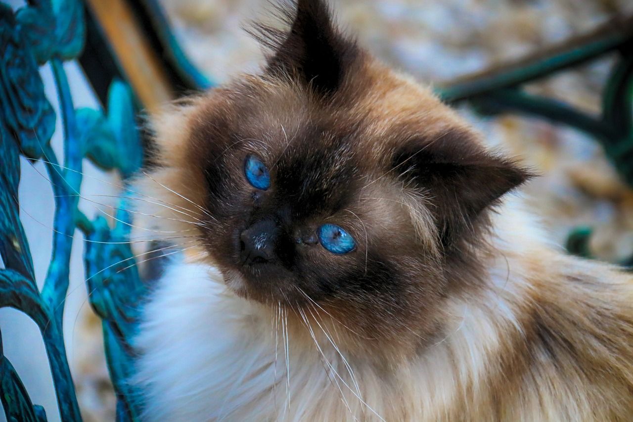 What is the cat breed that lives the longest? The shortest?