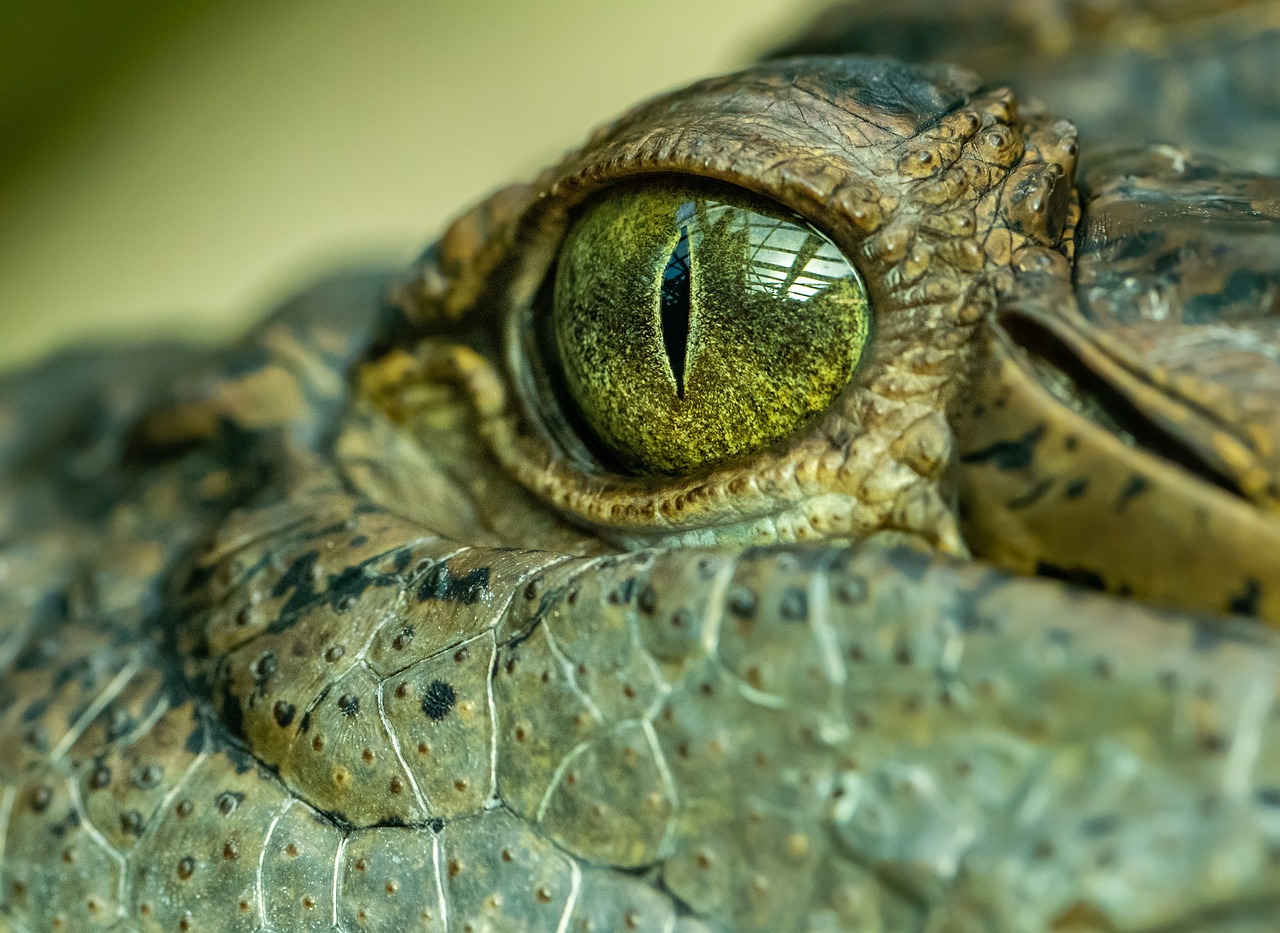 Une première: observation de la reproduction d'une femelle crocodile sans fécondation