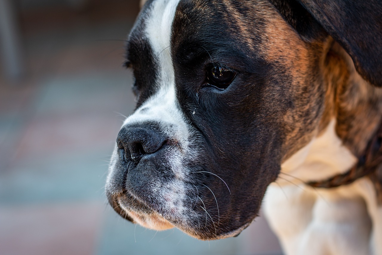 Les chiens aux cancers quasi-humains: une aubaine pour la recherche médicale