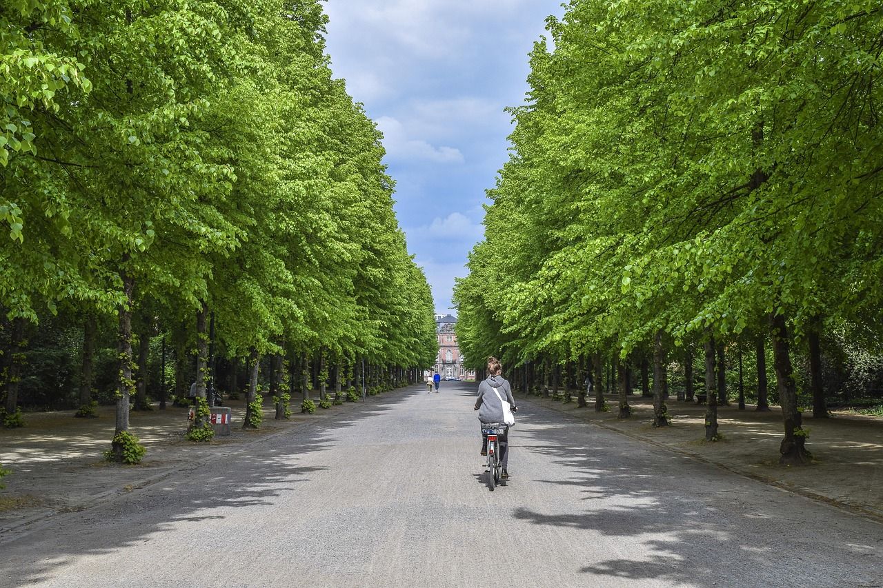 🌳 As árvores podem aquecer as cidades, eis porquê