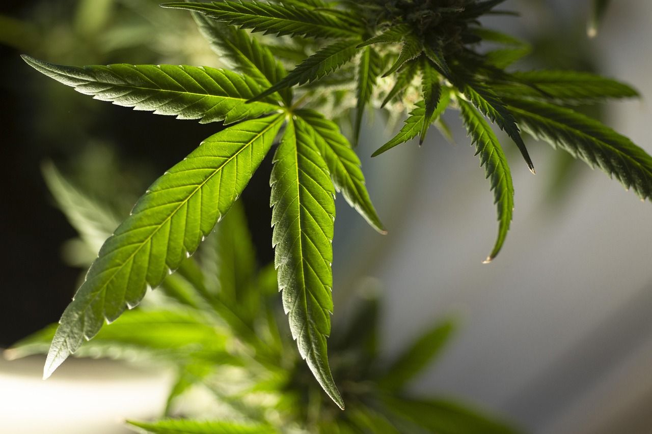 Cannabis multiplies heart attack risk by six 🚨