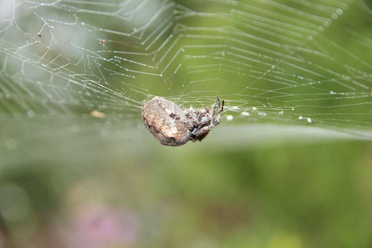 🕷️ Plus résistant que l'acier, plus souple que le caoutchouc, et c'est fabriqué par les araignées