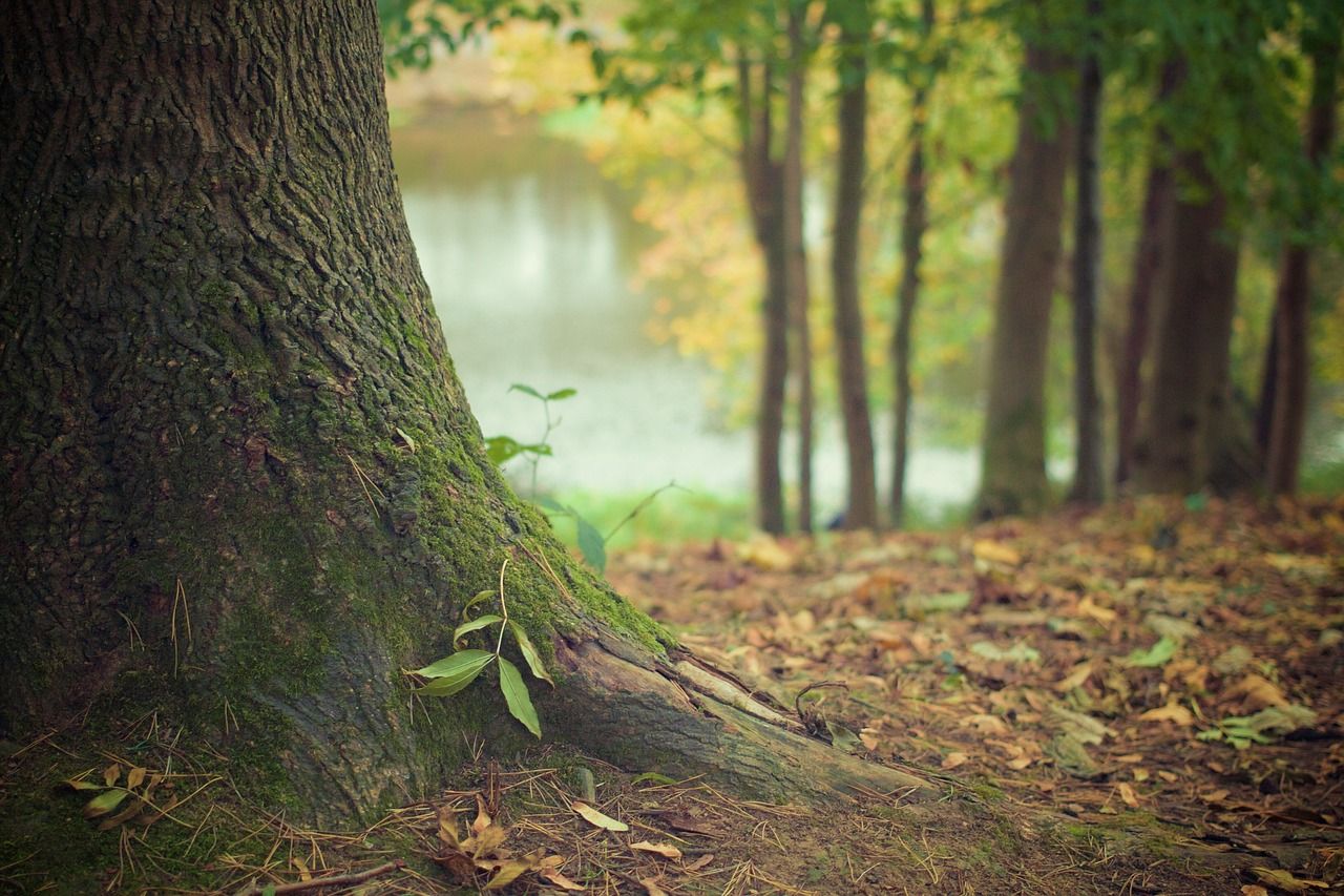 The surprising communication methods of plants