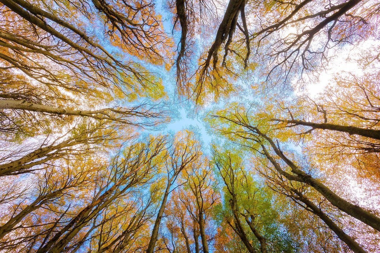 Des forêts saines pourraient stocker bien plus de carbone