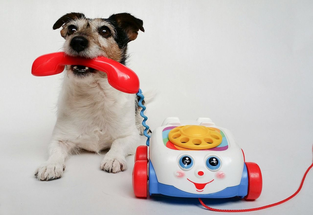 🐶 Les chiens pourraient-ils un jour parler ? La science répond