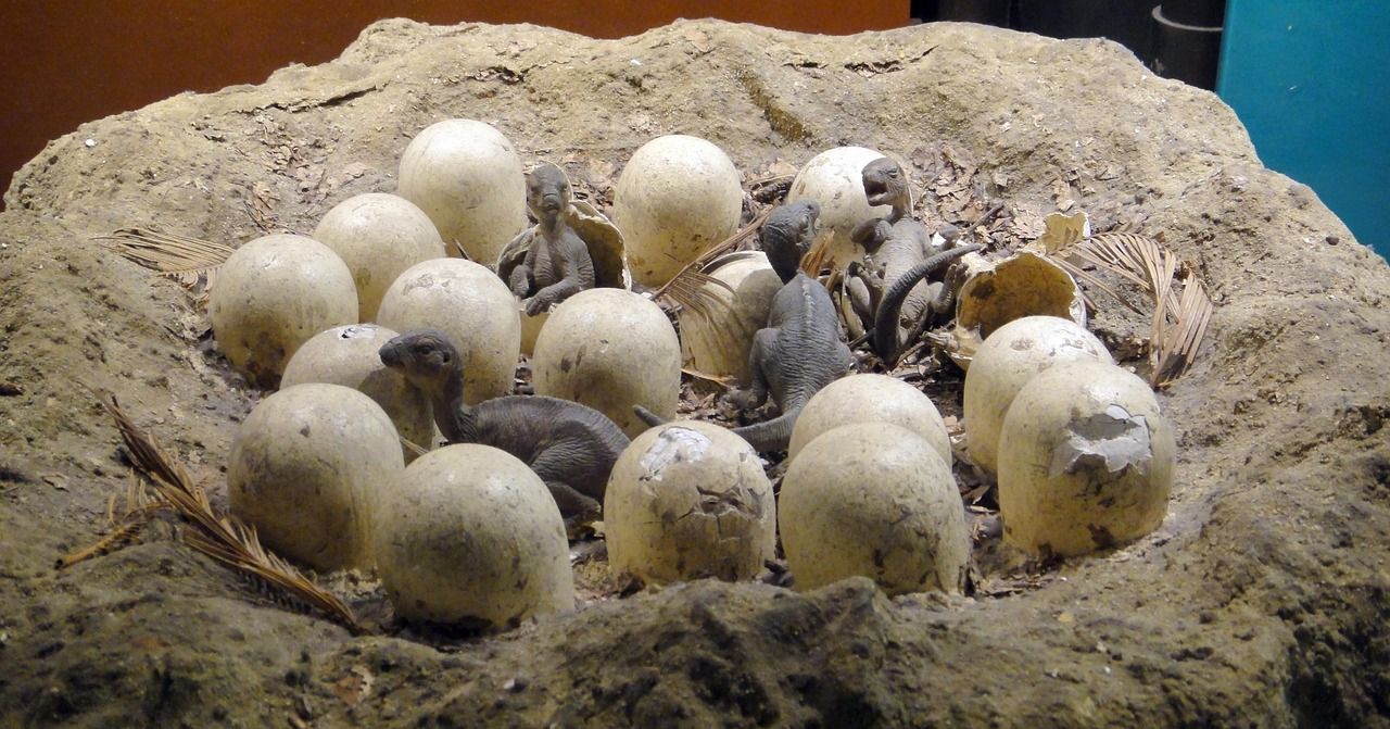🥚 Des chercheurs reproduisent un nid de dinosaure avec ses œufs