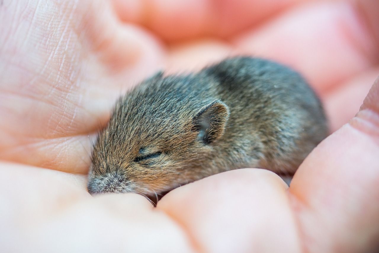 Genética: camundongos nascidos de dois pais conseguiram chegar à idade adulta 🐭