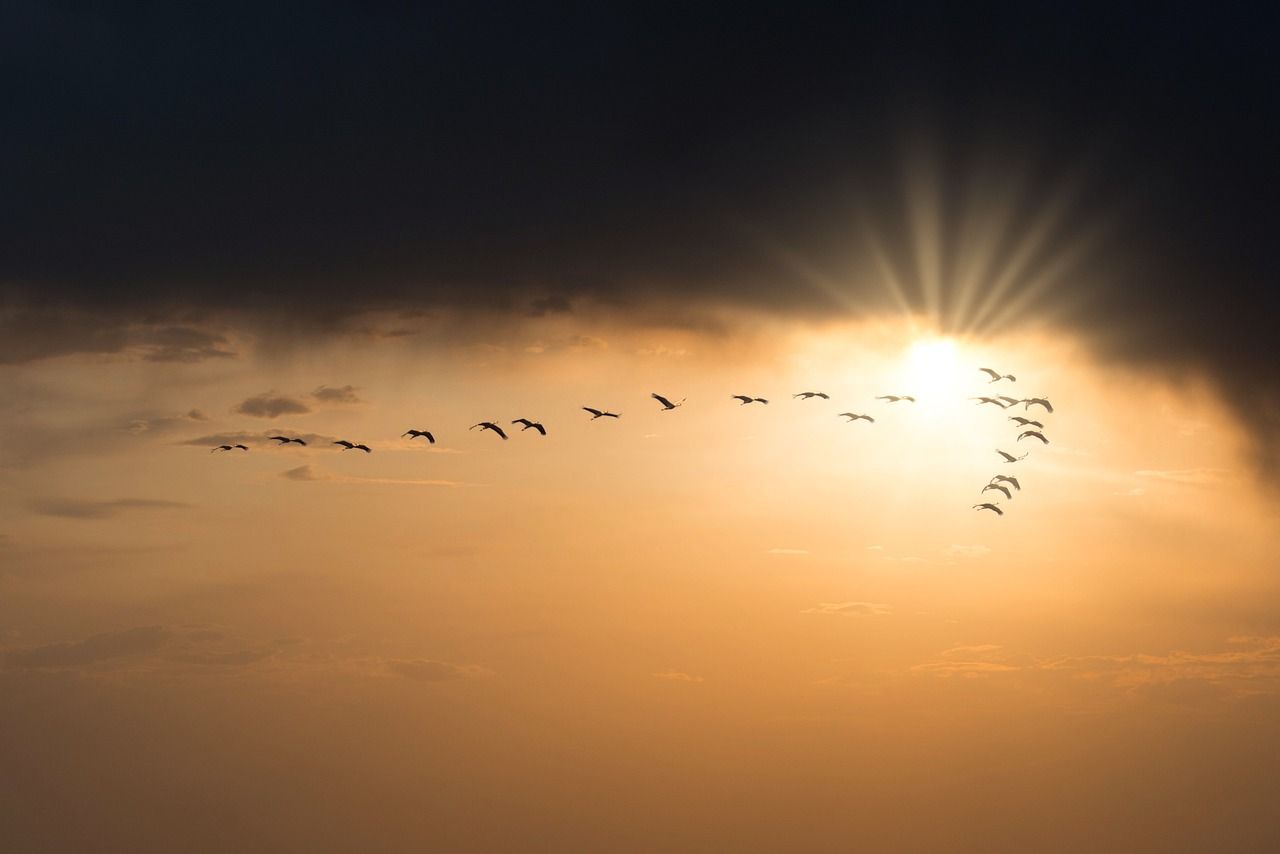 How do migratory birds find their way?