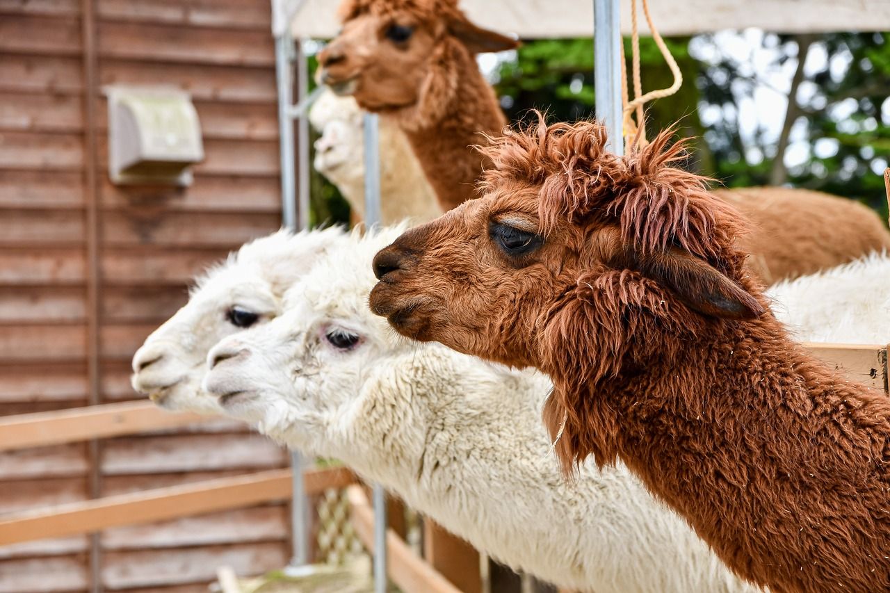 Worrying: alpacas infected by avian influenza, pandemic risk among mammals